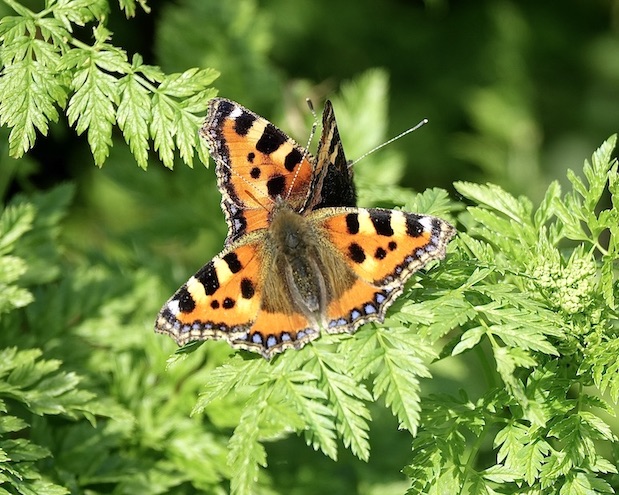 small tortoiseshell